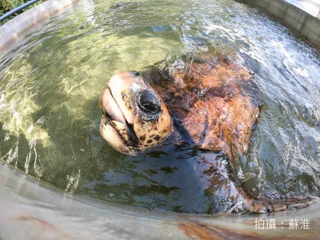 赤蠵龜、紅海龜